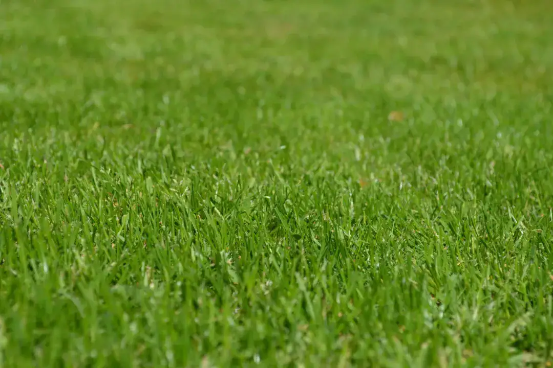 Gardening Services Sydney