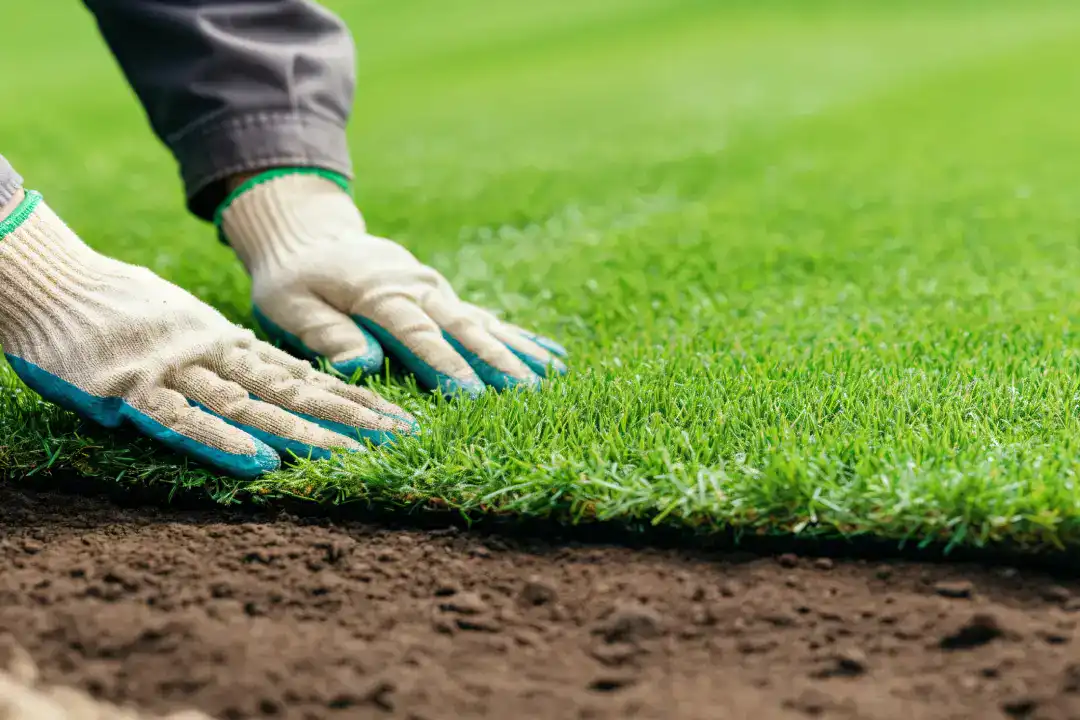 Gardening Services Northern Beaches