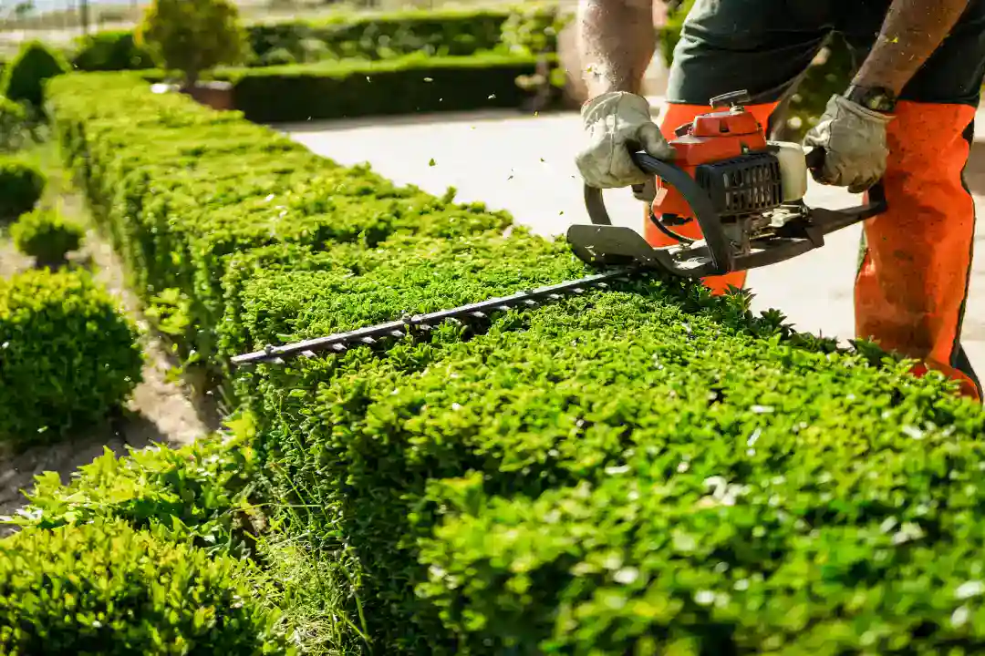 Gardening Services Northern Beaches