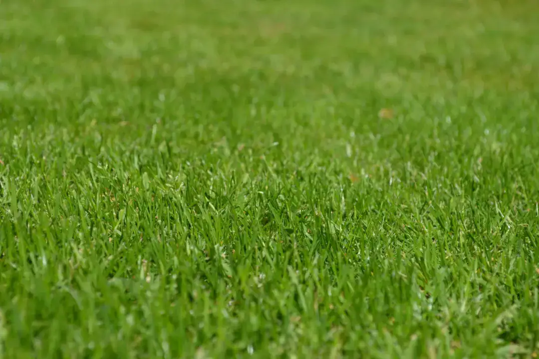 Lawn Mowing Hornsby