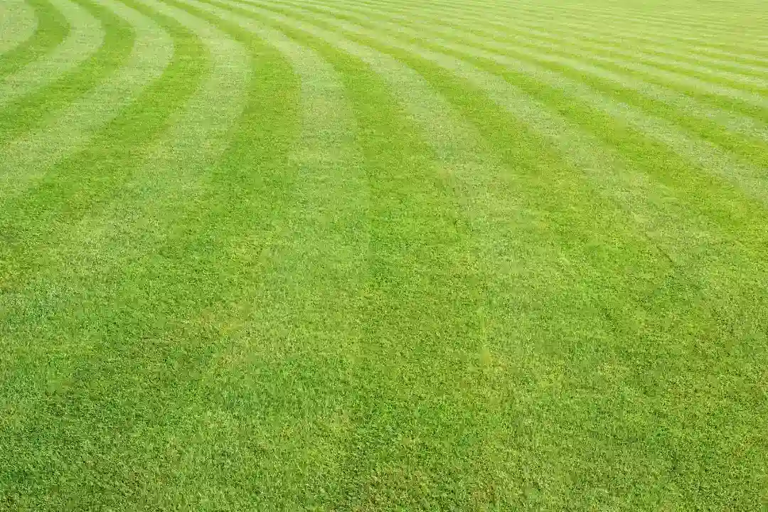 Lawn Mowing Hornsby