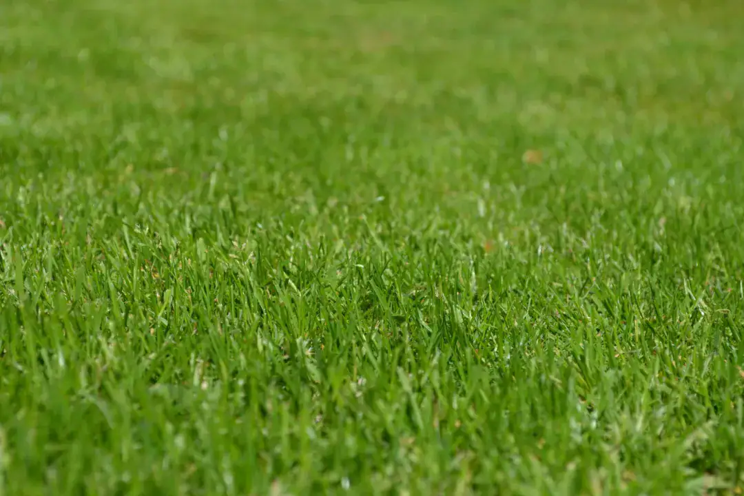 Lawn Mowing Tuggerah