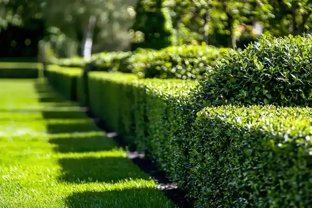 Lawn Mowing Terrigal