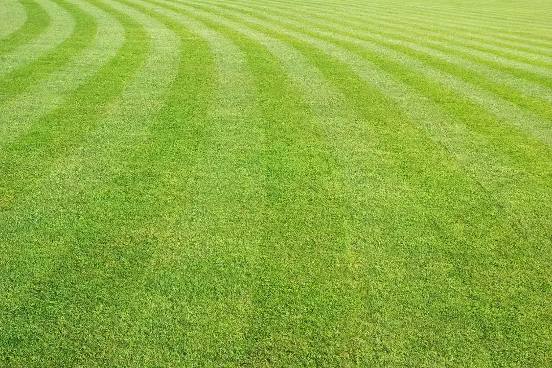 Lawn Mowing Wyong